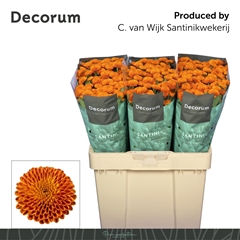 Chrysanth Santini Pluto 55cm 44gr.