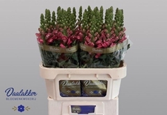 Antirrhinum Avignon Rose 75cm