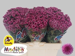 Chrysanth Santini Madiba Pink Tyolo 55cm 44gr.