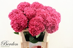 Hydrangea Glowing Alps 80cm 18-20cm Hd