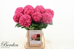 Hydrangea Glowing Alps 70cm 14-16cm Hd