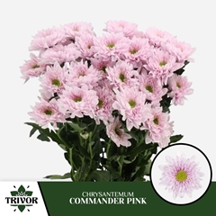 Chrysanth Spray Commander Pink 70cm 75gr.