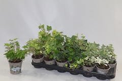 Hedera Helix Mix 5 Pieces 9Ø 10cm