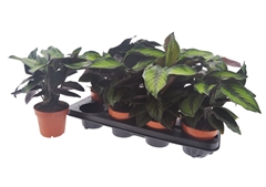 Calathea Beautystar 12Ø 30cm
