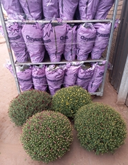 Chrysanth Mixed 19Ø 55cm