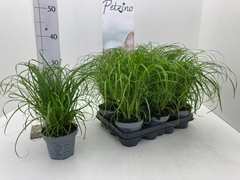 Cyperus Zumula 12Ø 29cm