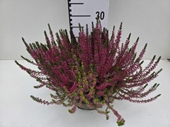 Calluna Garden Girls Trio Girls 23Ø 30cm