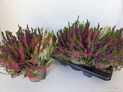 Calluna Garden Girls Trio Girls 19Ø 35cm