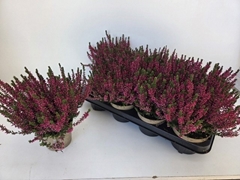 Calluna Garden Girls Athene 12Ø 24cm
