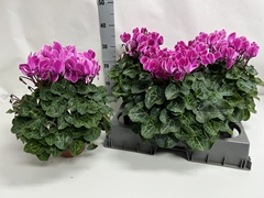 Cyclamen Super Serie Xl 15Ø 36cm
