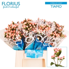 Hypericum Coco Tiamo 40cm