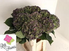 Hydrangea Verena Blue Classic 80cm 22-24cm Hd