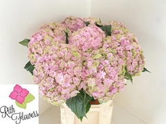 Hydrangea Royal Pink Highness 80cm 22-24cm Hd
