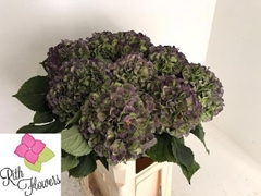 Hydrangea Verena Blue Classic 100cm 24-26cm Hd