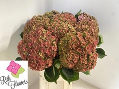 Hydrangea Royal Anastasia Classic 80cm 22-24cm Hd