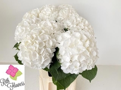 Hydrangea White Verena 80cm 22-24cm Hd