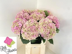 Hydrangea My Beautiful Heaven 80cm 20-22cm Hd