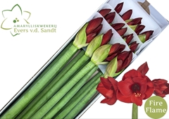 Hippeastrum Fire Flame 80cm