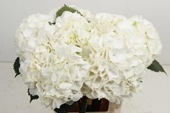 Hydrangea White Verena 60cm 15-17cm Hd