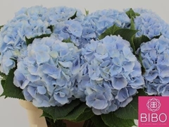 Hydrangea Verena Blue 80cm 21-23cm Hd