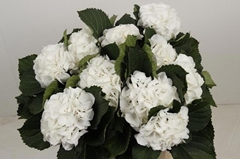 Hydrangea White Verena 50cm 13-15cm Hd