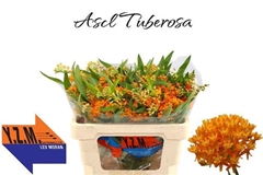 Asclepias Tuberosa 50cm