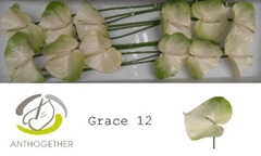 Anthurium Grace 13cm Hd