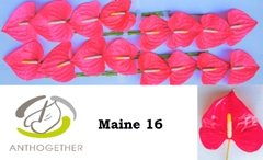Anthurium Maine 11cm Hd