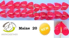 Anthurium Maine 9cm Hd