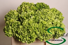 Hydrangea Verena Classic 50cm 12-14cm Hd