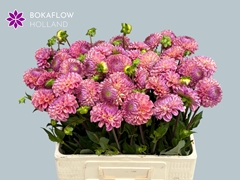 Dahlia Caitlin's Joy 55cm