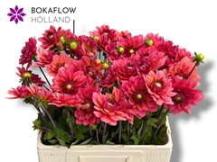 Dahlia Salmon Runner 55cm