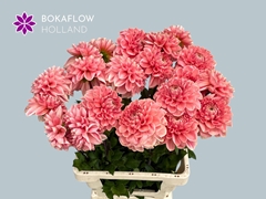 Dahlia Salmon Delight 65cm