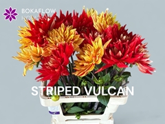 Dahlia Striped Vulcan 65cm
