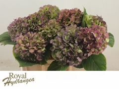 Hydrangea Verena Blue Classic 50cm 17-19cm Hd