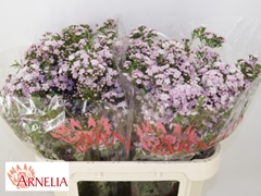 Chamelaucium Dancing Queen 70cm 55gr.
