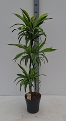 Dracaena Lemon Lime 24Ø 140cm