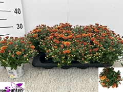 Chrysanthemum Gardenmumsaic Double Orange 12Ø 23cm