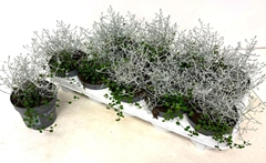 Leucophyta Brownii Silvercalos 12Ø 15cm