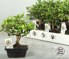 Bonsai Mix 12Ø 20cm