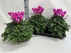 Cyclamen Super Serie Xl 15Ø 36cm
