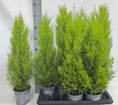 Cupressus Goldcrest Wilma 14Ø 75cm