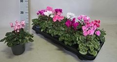 Cyclamen Mini Super Serie Verano 10Ø 25cm