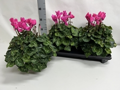 Cyclamen Super Serie Xl 15Ø 36cm