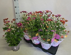 Chrysanthemum Mix 15Ø 45cm