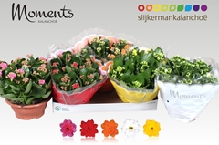 Kalanchoe Double Mix 23Ø 25cm