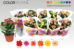 Kalanchoe Double Mix 10Ø 20cm