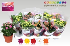 Kalanchoe Double Mix 12Ø 26cm