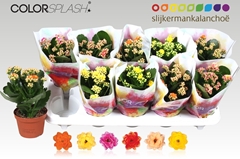 Kalanchoe Double Mix 10Ø 20cm