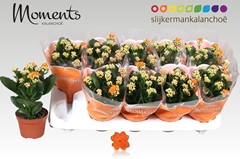 Kalanchoe Double Sumo Orange 10Ø 23cm